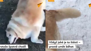 Pes Kai a jeho "Extrémne premeny"