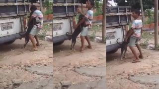 Malý Esteban a jeho tanečné duo so psom (Brazília)
