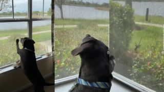 Bodi rád olizuje jašterice (Florida)