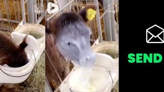 Muuuu