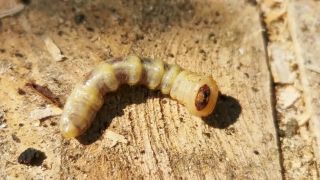 Larva, ktorou by nepohrdol ani Bear Grylls