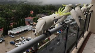 Každý deň má na balkóne papagáje kakadu (Austrália)