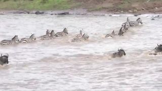 Dráma počas migrácie zebier cez rieku Masai Mara v Keni