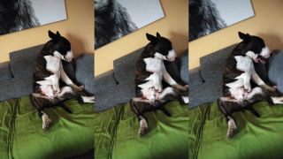 Bulík Soní a jeho relax pri Tv