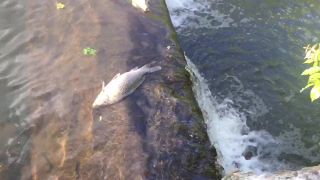 Skapane kapre, sumce Harriman park NY