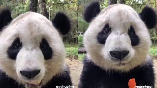 Panda chrúme mrkvu
