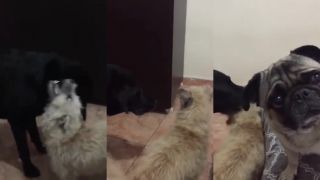 O čo vám ide v tejto hre?