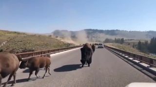 Stretnutie so stádom bizónov (Yellowstone park)