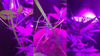 My grow 120w LED
