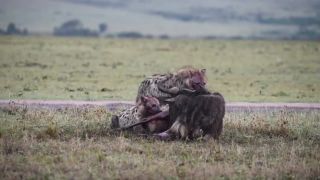 Na rannom safari hyeny za živa žrali pakoňa (Keňa)