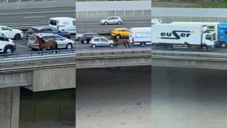 Po diaľnici koník beží, koník vraný