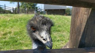 Emu