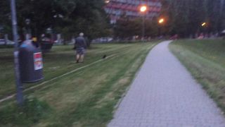 Náš kocúr Micko poslúcha lepšie ako pes