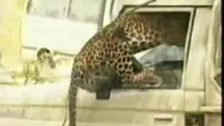 Útok leoparda