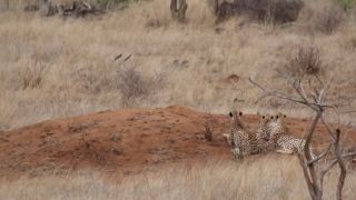 Impala si svoj osud spečatila sama (Krugerov park)