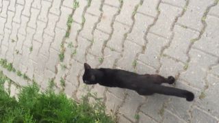 Kocúr Micko na prechádzke na Štrkovci