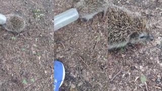 Zachránil ježka, ktorý sa navliekol do plastovej pasce
