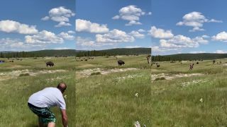 Bizón v Yellowstonskom parku naháňal návštevníkov