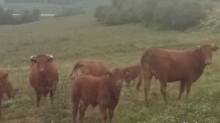 Ide o život: Dotknete sa rukou rujného bujaka?