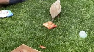 Si hladná? Daj si s nami pizzu