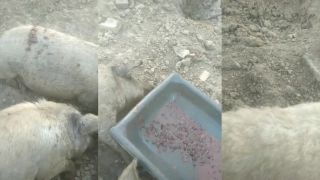 Svine sa nažrali a vykotili bruchá