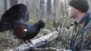 Poľovník sa hrá s hlucháňom. (Tetrao urogallus)