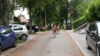 Po ulici v Ružomberku sa za bieleho dňa prechádzali jelene