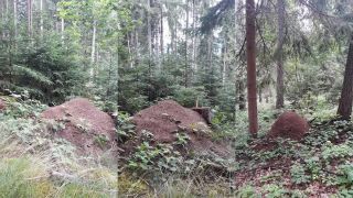 Odborné lesnícke zásahy zvýšili biodiverzitu, vznikli mraveniská