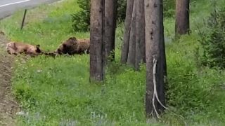 Medveď grizly zaútočil na losa (USA)