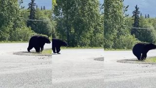 Chceli ísť na túru, stretli zraneného medveďa (Aljaška)