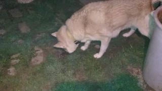 Husky oľutoval svoj útok na ropuchu