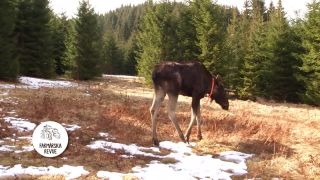 Los európsky bol pôvodný druh na Slovensku