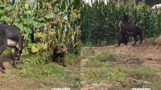 Hyena vs. somár (DRSNÝ SÚBOJ)