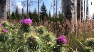 Nemecký národný park Harz = holorub