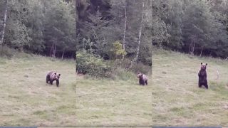 Poľovník kameruje medveďa z posedu (Slovensko)
