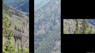 Západné Tatry (Mních) vs podkôrny hmyz