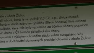 Zubr evropský - návrat krále českých lesů