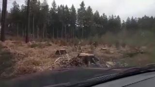 Vlk dravý loví zver za bieleho dňa. (Česko)