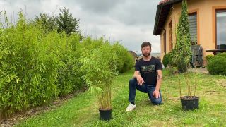 Živý plot hotový za 2 - 3 roky | Bambusář.cz