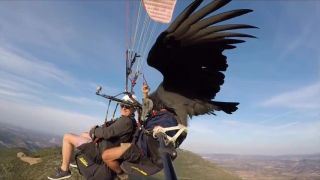 K paragliderom sa pridal počas letu sup (Španielsko)