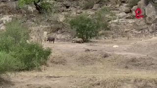 PUMBA vs. leopard