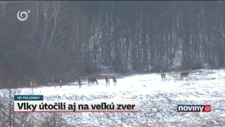 Vlci v zápale lovu stratili plachosť. Behali po dedine