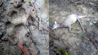 Rys ulovil srnu. Štatistiky v popise pod videom