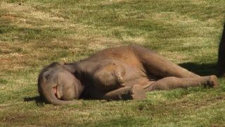 Zobudiť sloníča nie je také jednoduché (ZOO Praha)