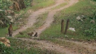 Leopardia matka s 3 mláďatami na prechádzke (NP Kanha, India)