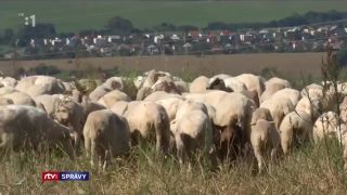 Vlci roztrhali farmárovi 70 oviec