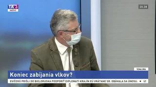Vlk vs africký mor ošípaných. Vyvrátenie hoaxov eko aktivistov