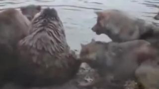Medvede si porcujú vlka. Drsné zábery!