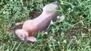 Freestyle zajko