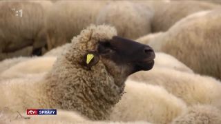 Konflikt medzi ovčiarmi a Budajom kvôli vlkom